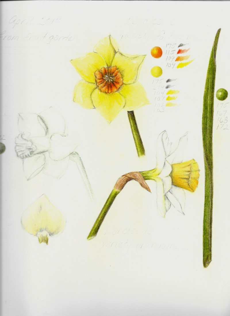 daffodil-study