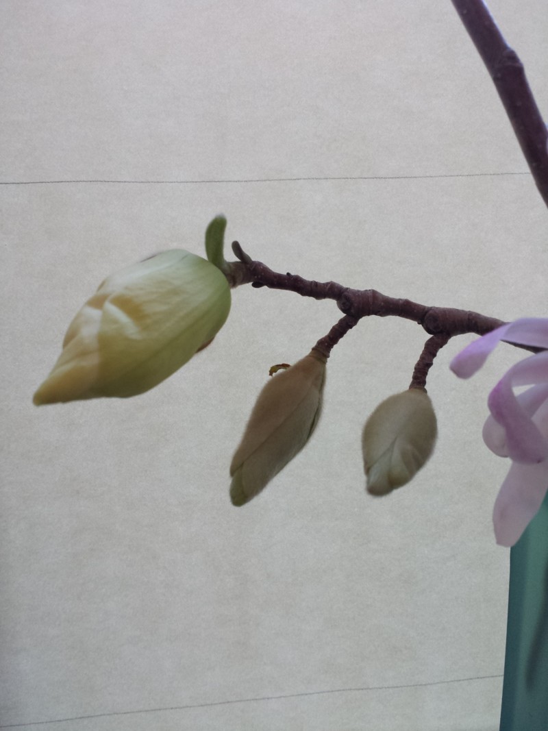 magnolia-elizabeth-3