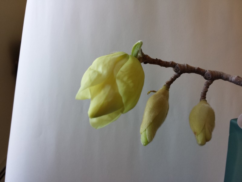 magnolia-elizabeth-5