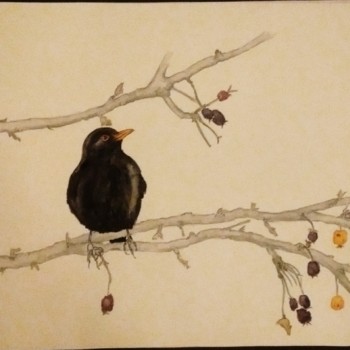 blackbird-and-winterworn-crabapple