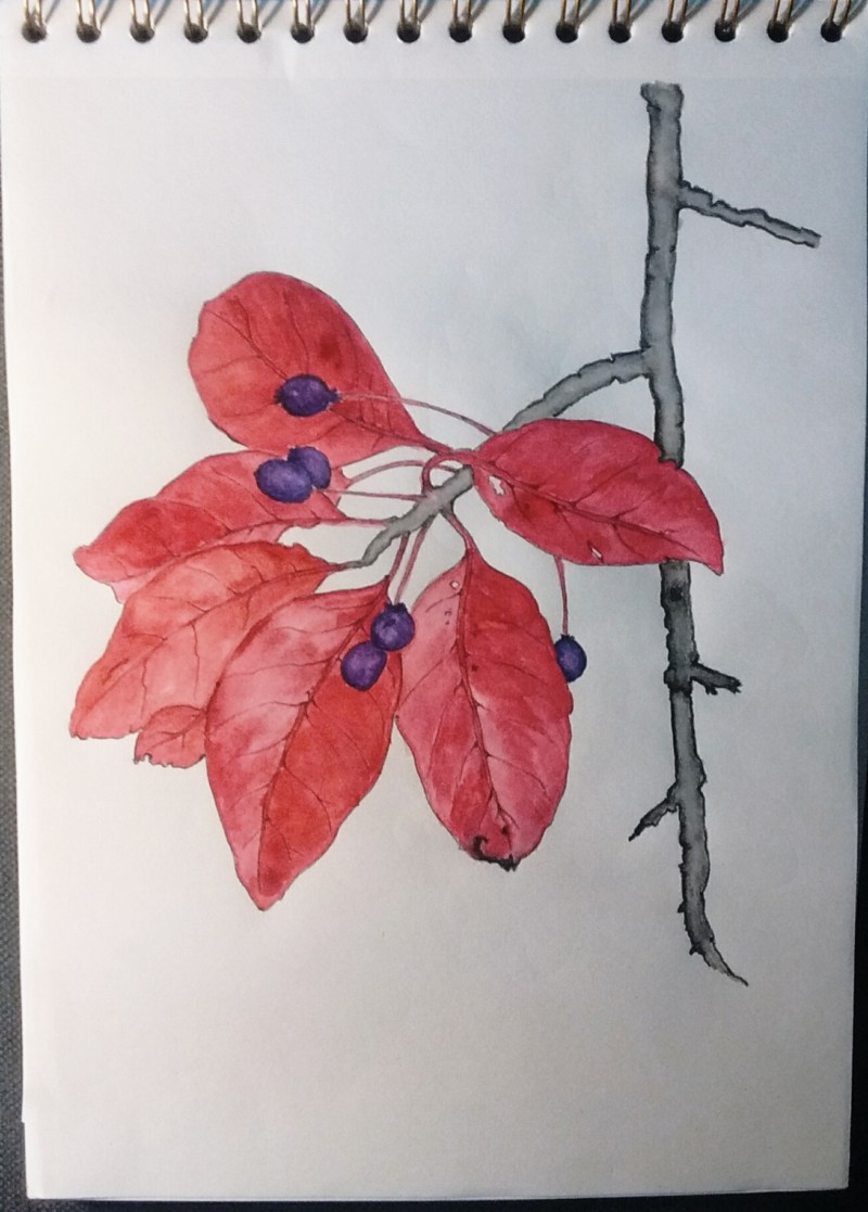 blackgum-bird-supermarket-tree