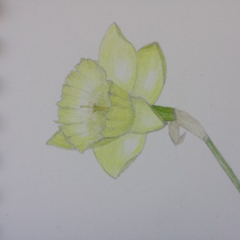daffodil-2