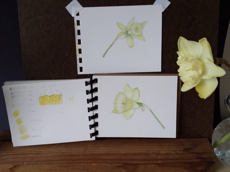 daffodil-3