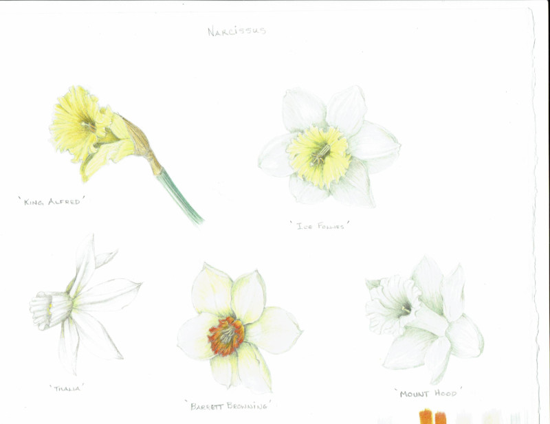 narcissus-coll2