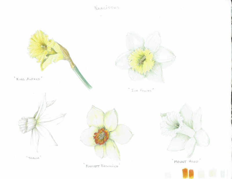 narcissuscoll
