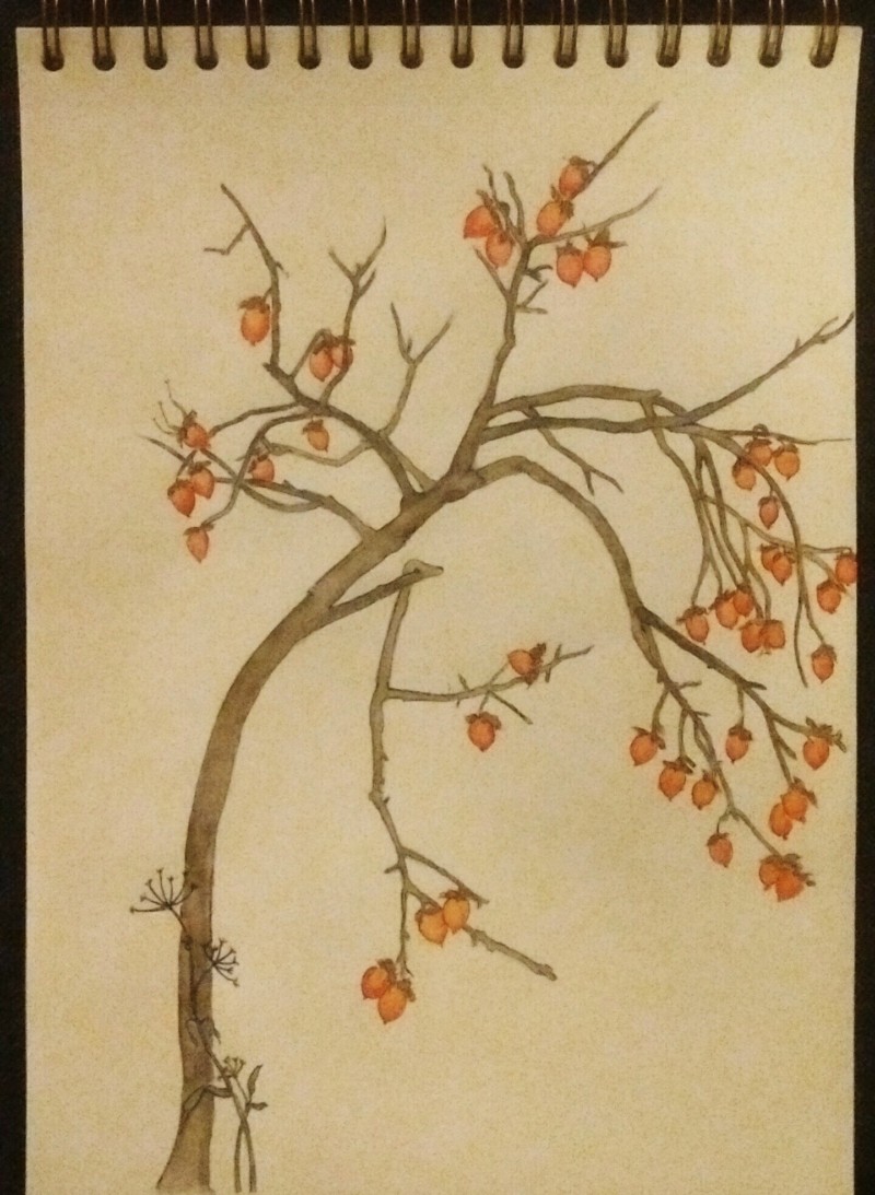 persimmon-tree-sketch