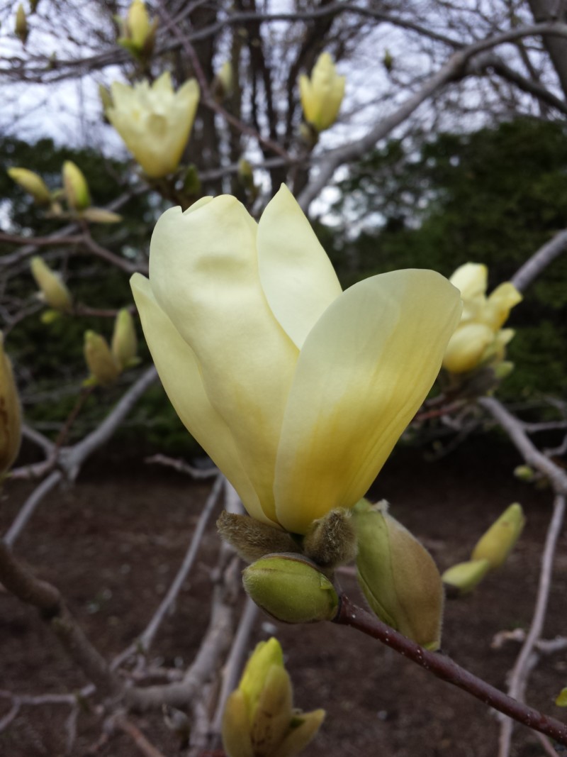 photo-magnolia-elizabeth-2