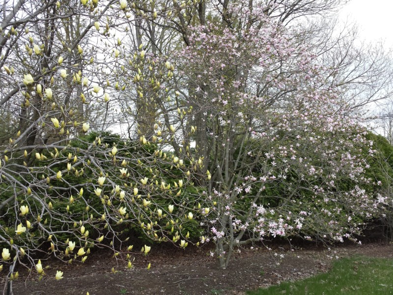 photo-magnolia-elizabeth