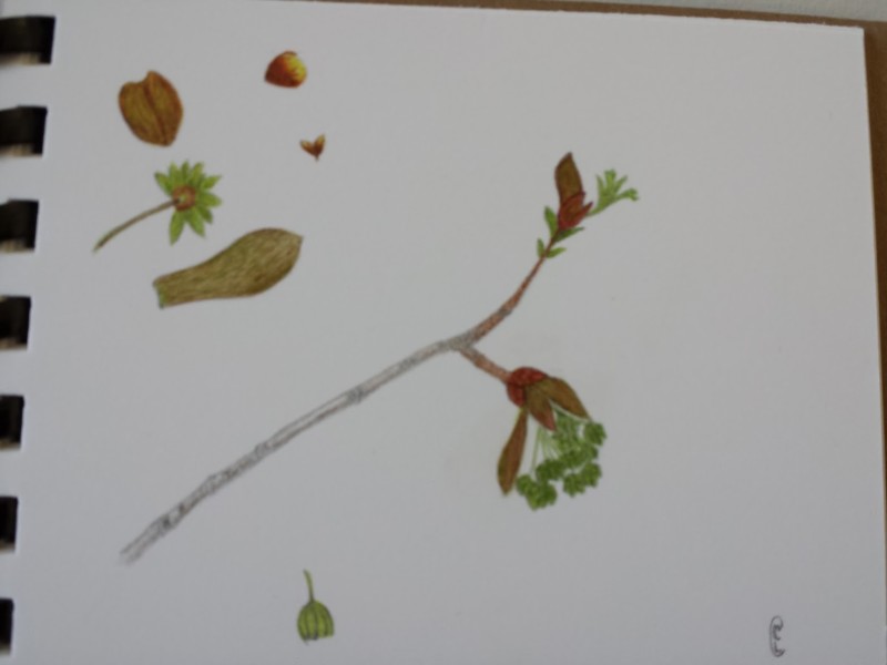 tree-leafing-out-2