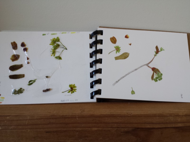 tree-leafing-out