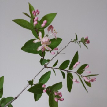 pink-1