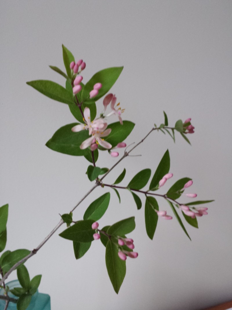 pink-1