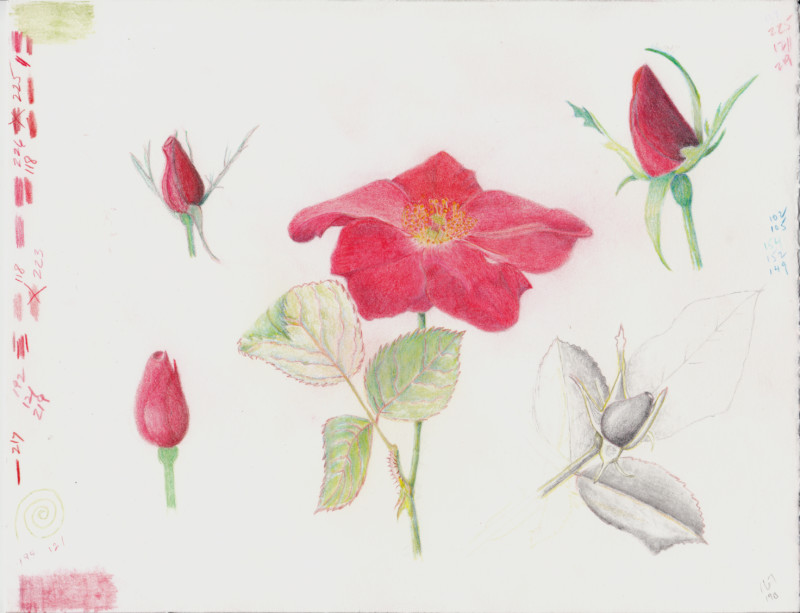 rose_jwh