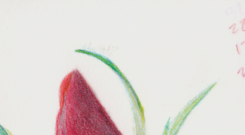 rose_jwh_paperdamage
