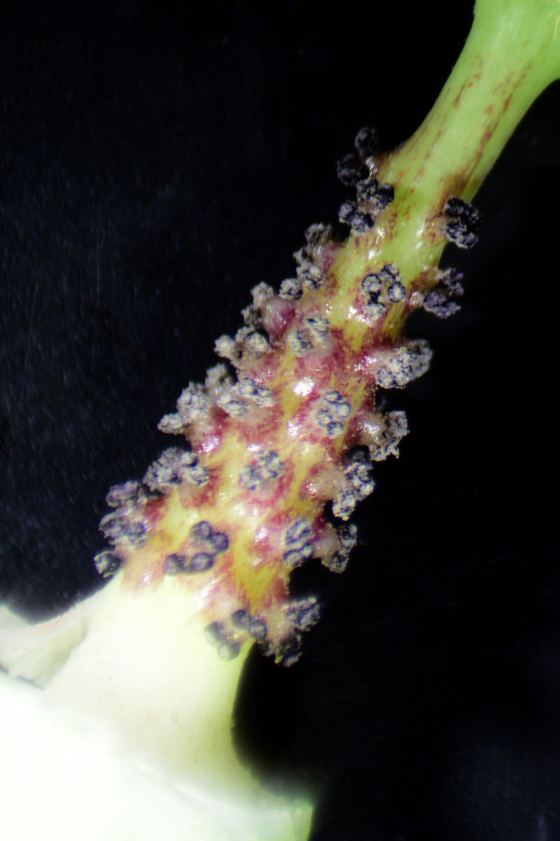 a_triphyllum_spadix_flowers_01