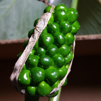 jack_fruit_immature