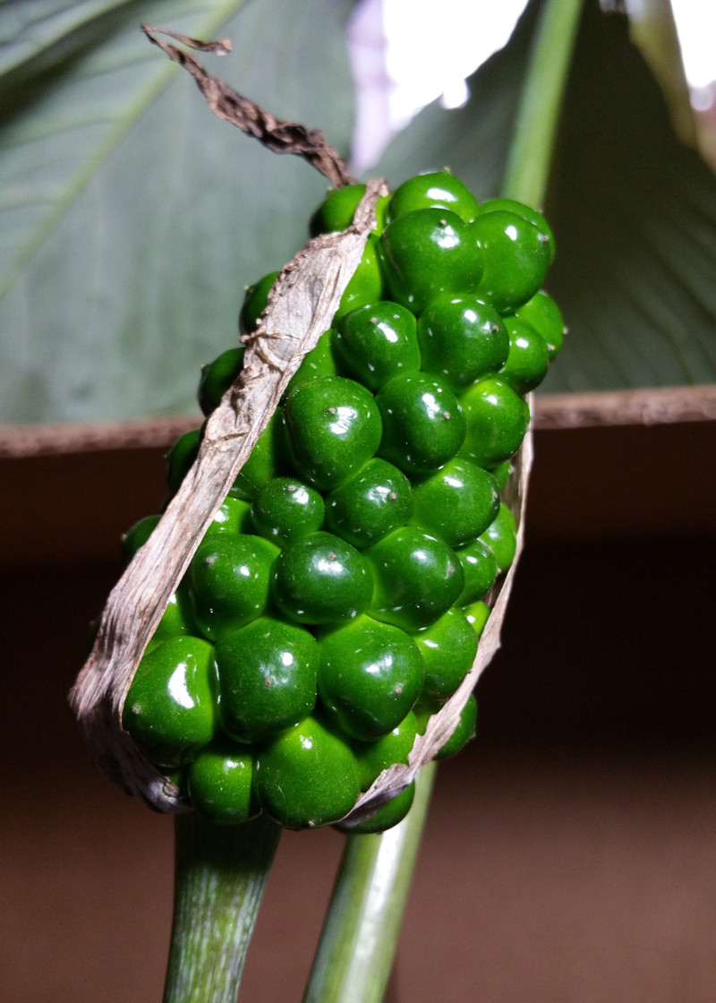 jack_fruit_immature