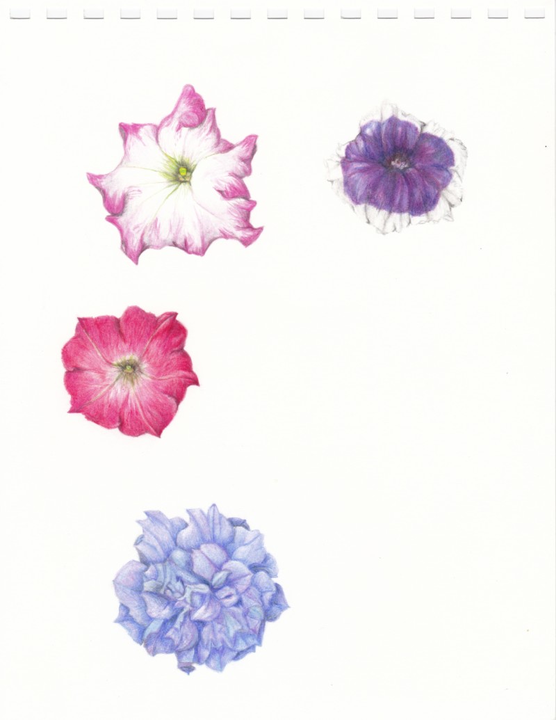petunia-flowers-80