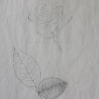 rose-pencil-sketch