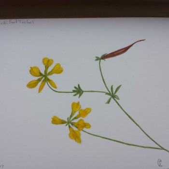 trefoil