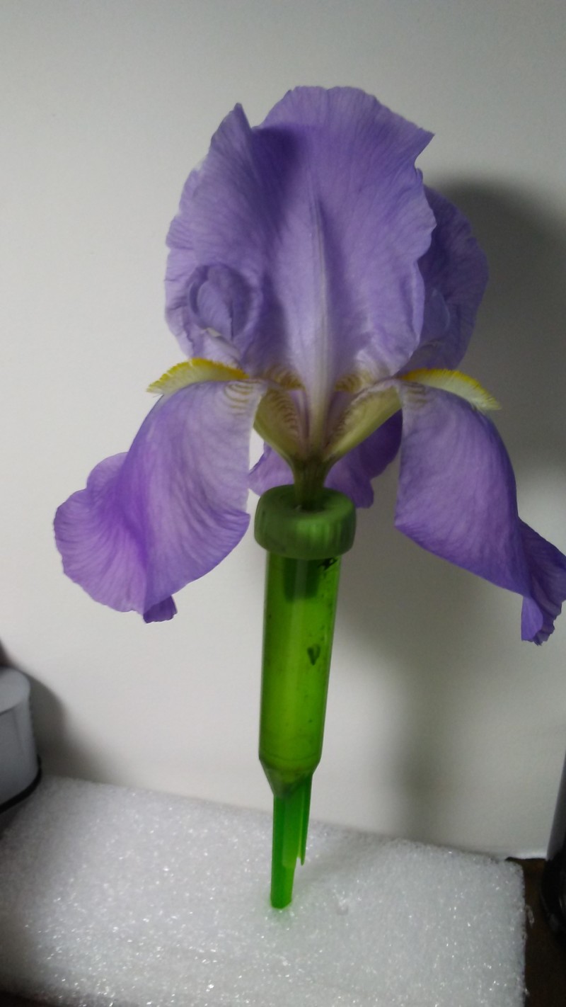 irisflower