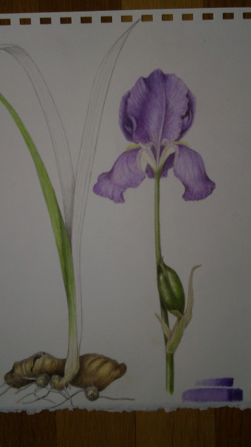 irispic