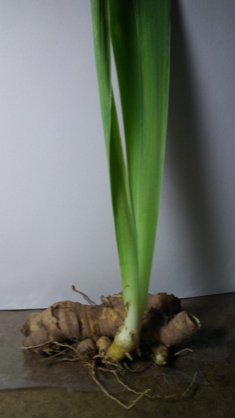 irisrhizome