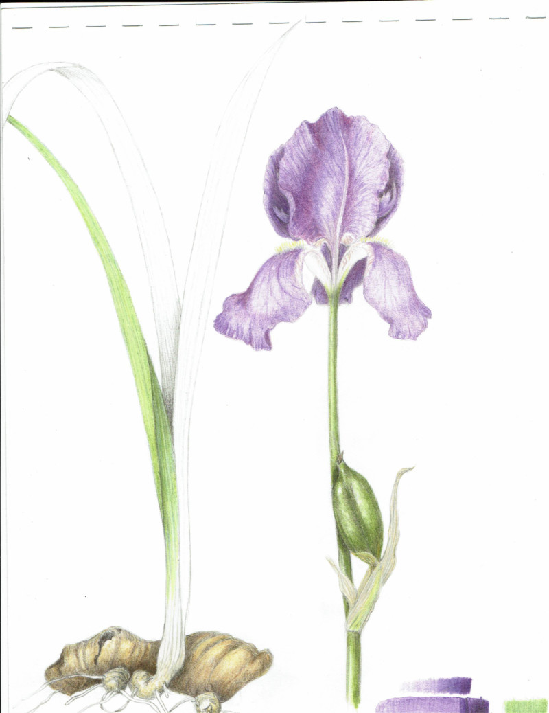 lopsided-iris