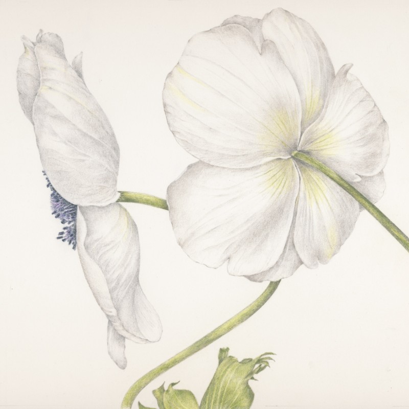 two-anemone