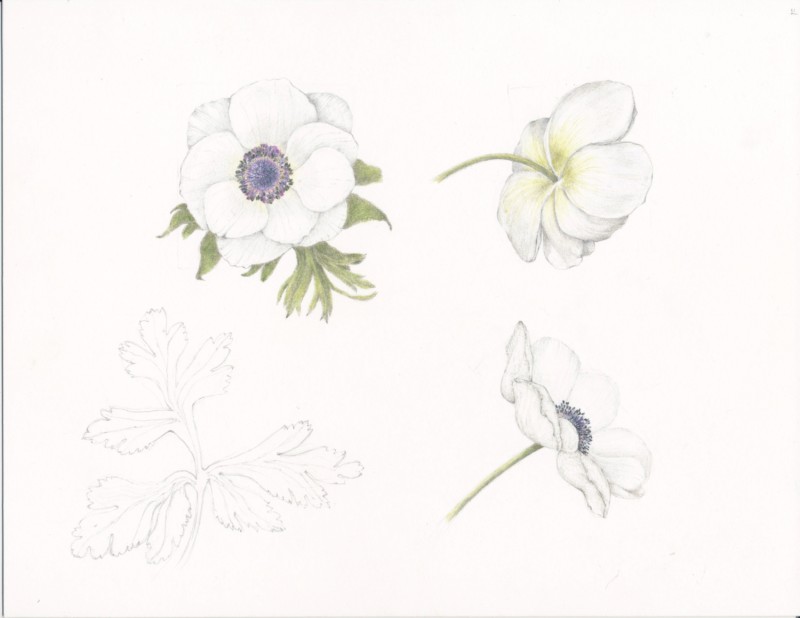 10-benson-anemone