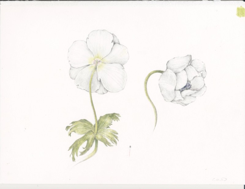 11-bensonl-anemone