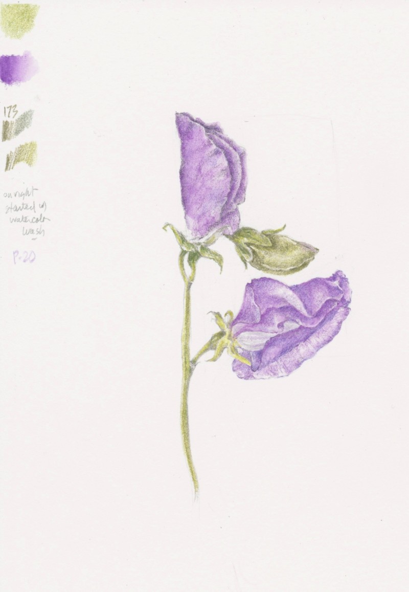 2-benson-sweet-pea-jpg-2