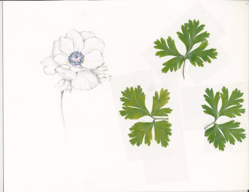 9-benson-anemone