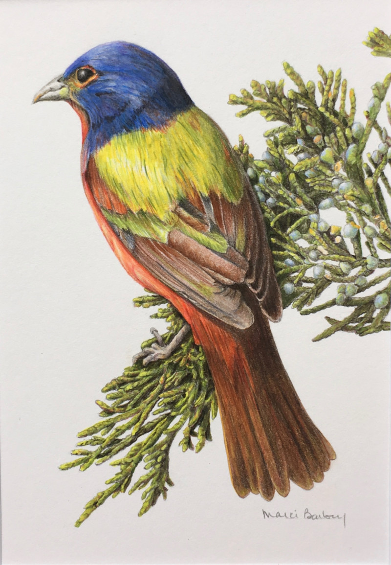painted-bunting