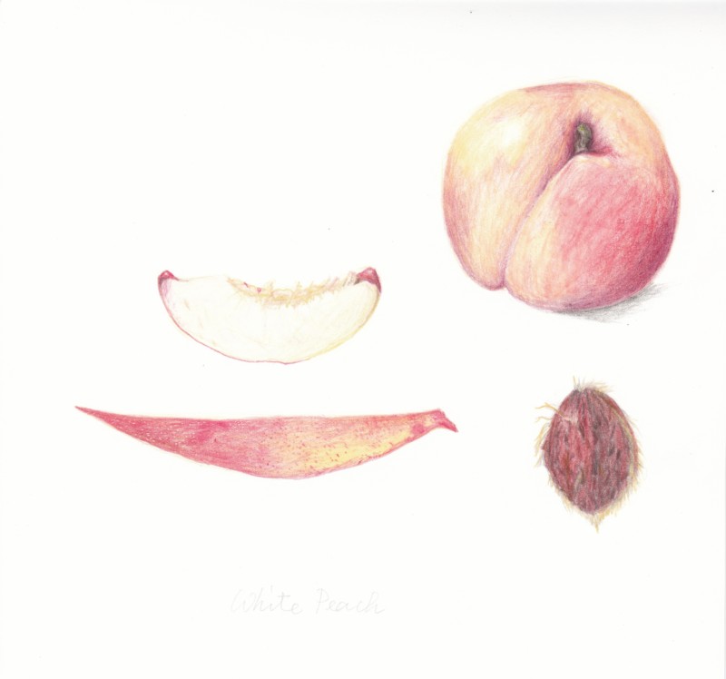 peach-cropped