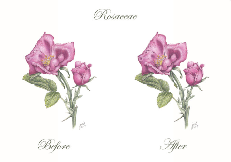 compareroses_001c_300dpi