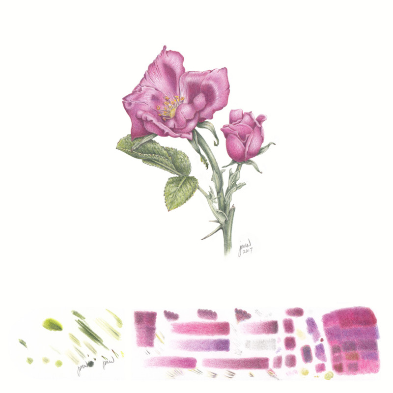 finishedrose_03a_300dpi