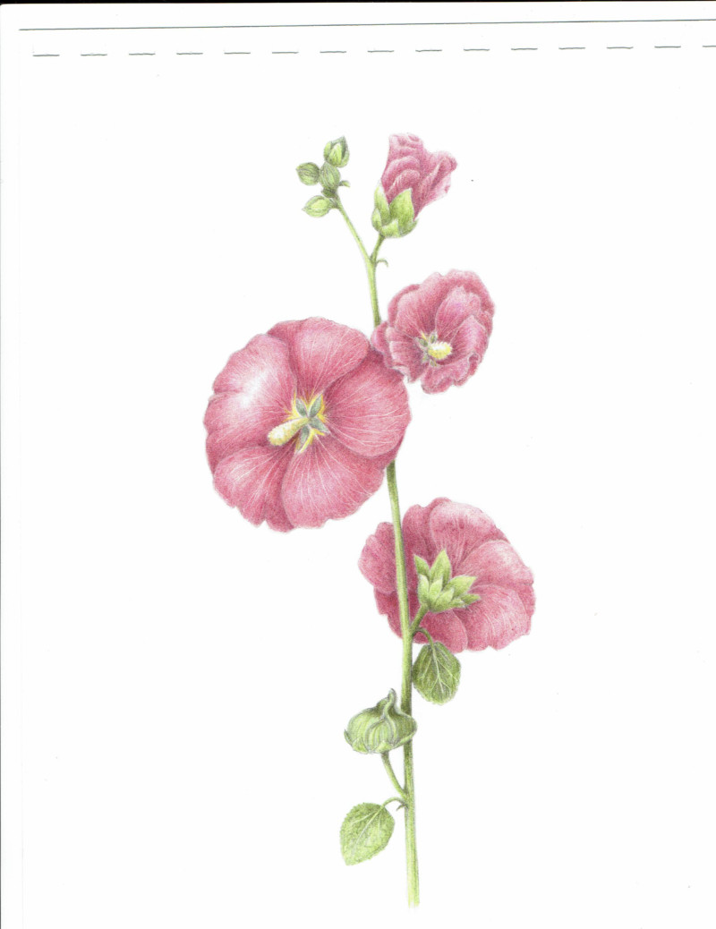 hollyhock