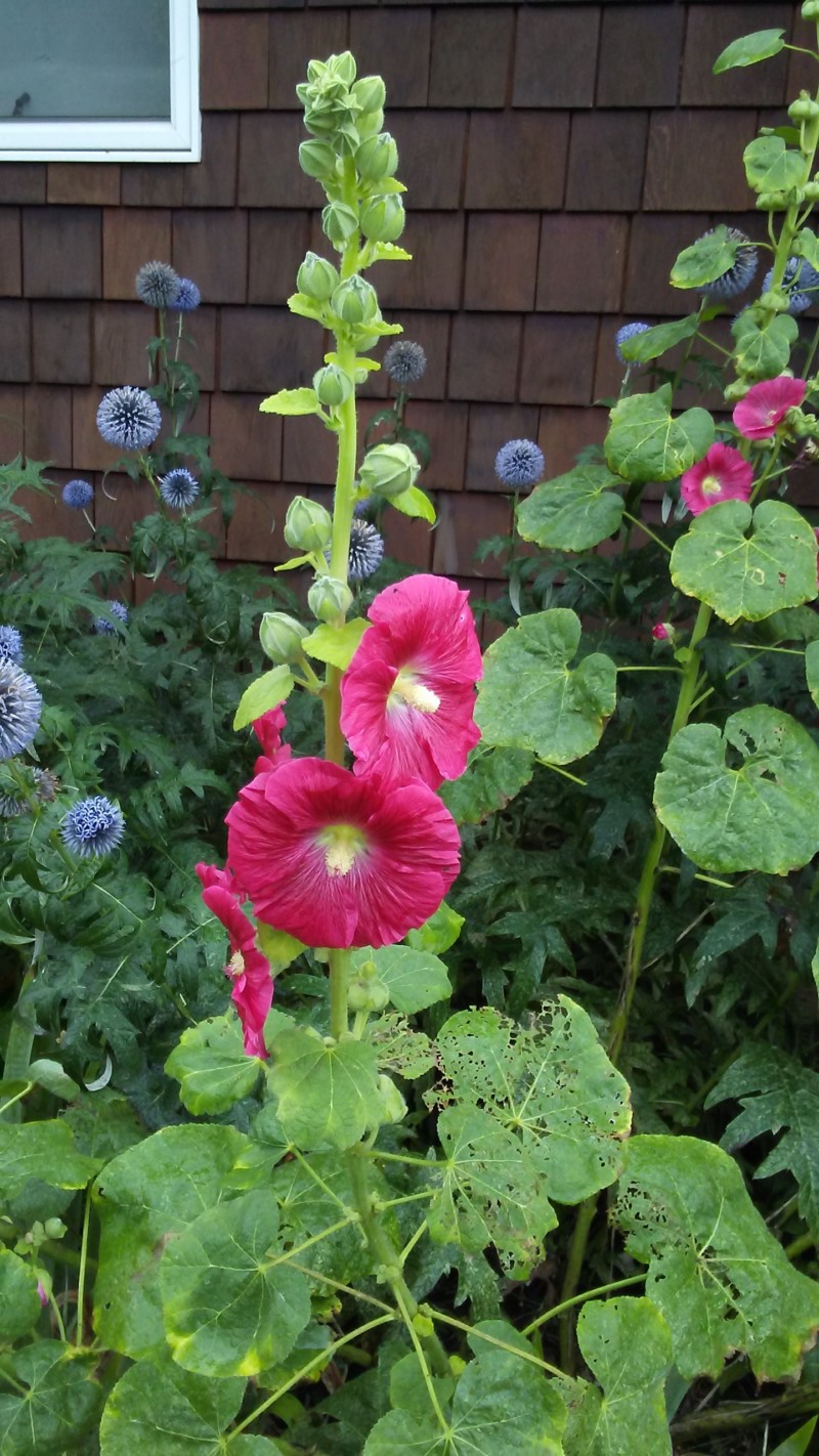 hollyhock2
