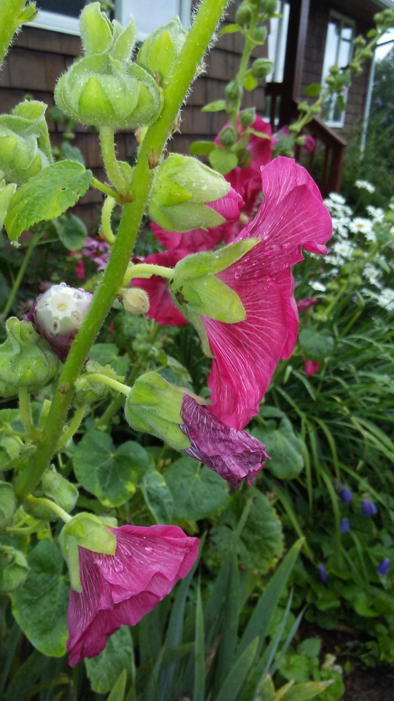 hollyhock3