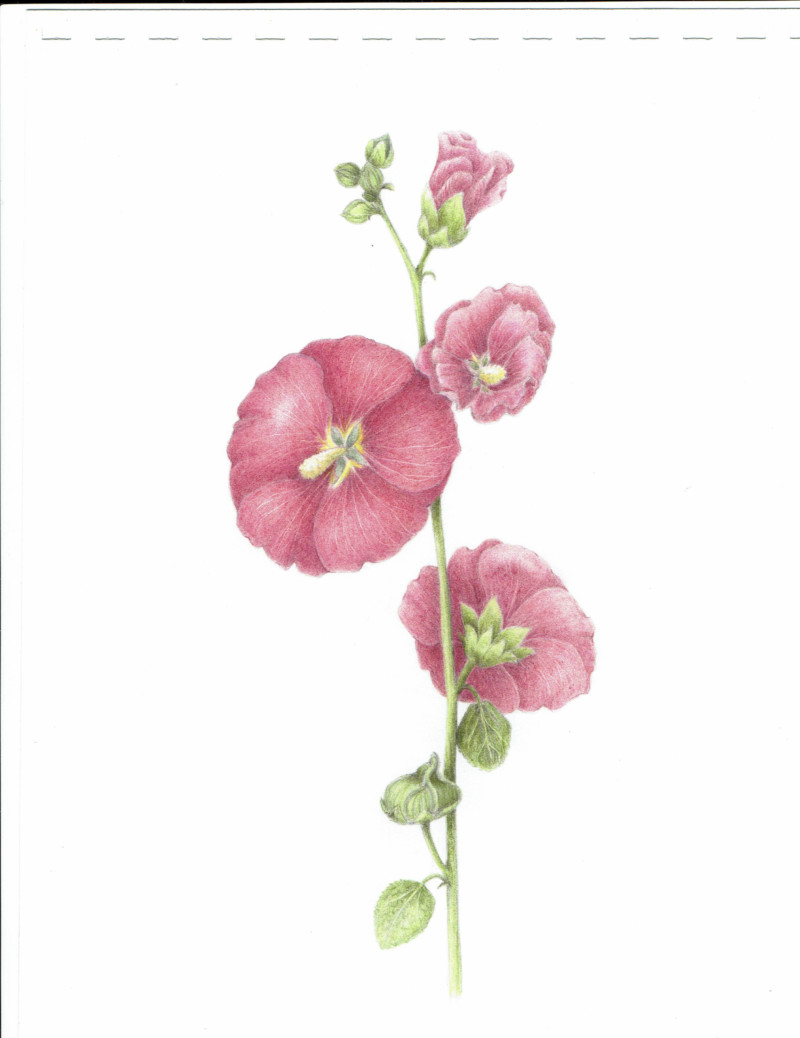 hollyhock820