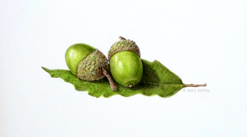 2-green-acorns-on-a-leaf-with-watermark