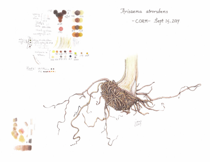 a_atrorubens_corm_02b_300dpi
