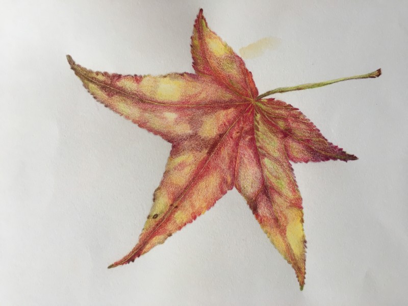 fall-leaf-4