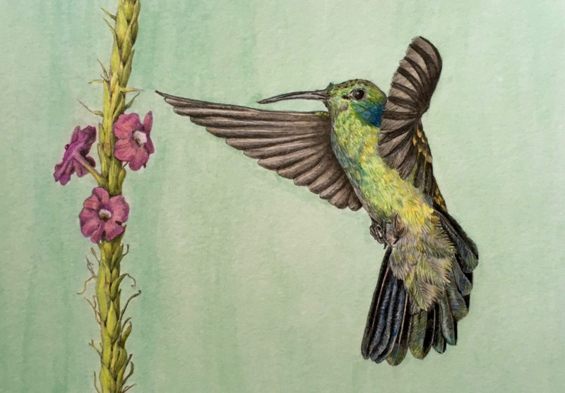 green-violetear-hummingbird