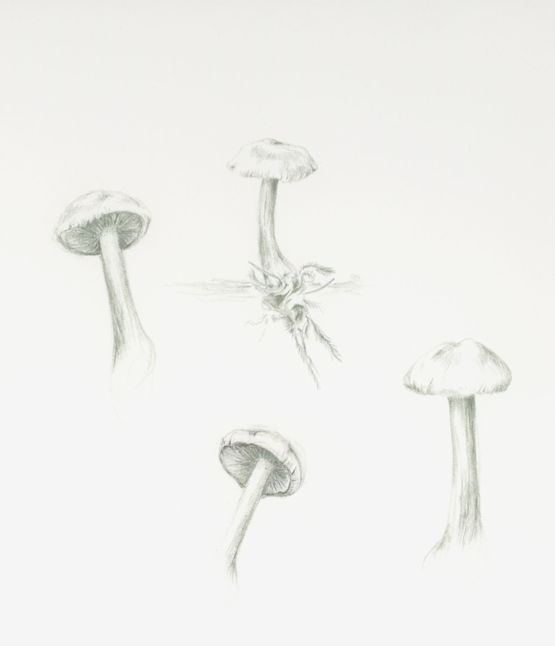 mushrooms