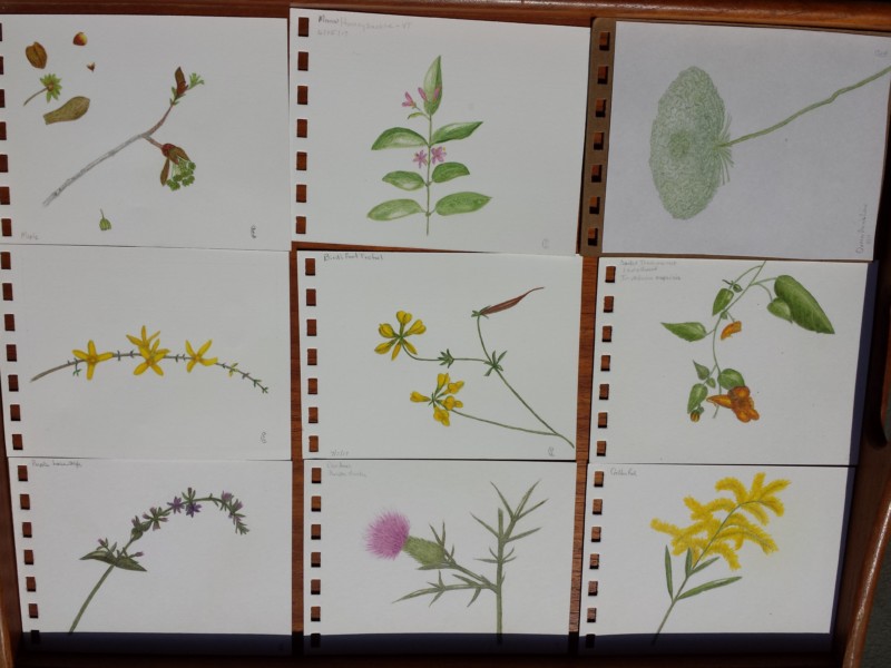 wild-flowers-2017