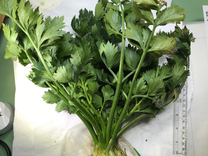 1-benson-celeriac-top-2mb