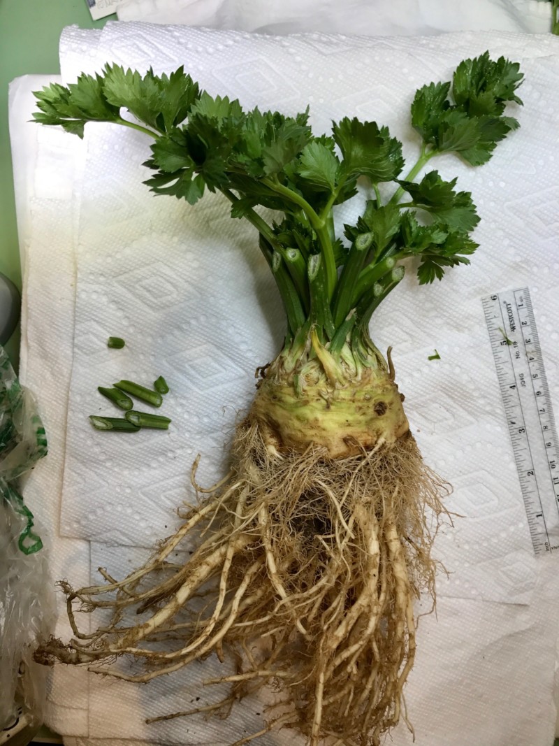 2-benson-celeriac-plant-edit-2mb