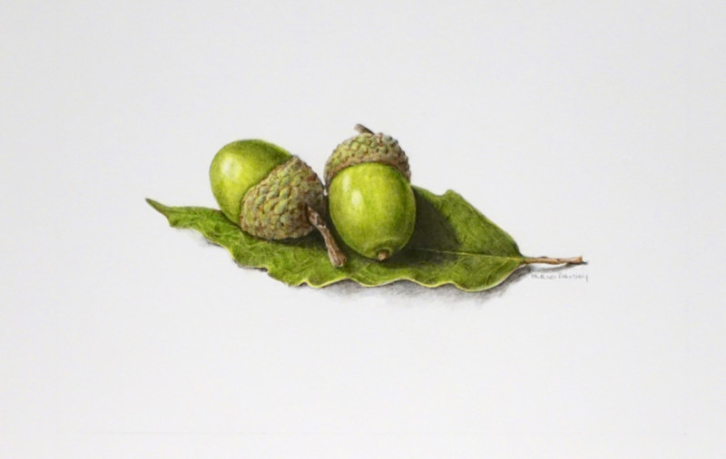 2-green-acorns-on-a-leaf-with-cast-shadow-large-size